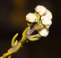Phylica rogersii