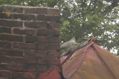 Streptopelia decaocto