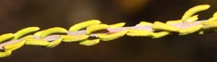 Phylica rogersii