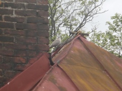 Streptopelia decaocto