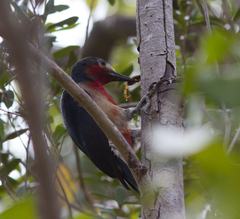 Melanerpes portoricensis