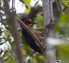 Melanerpes portoricensis