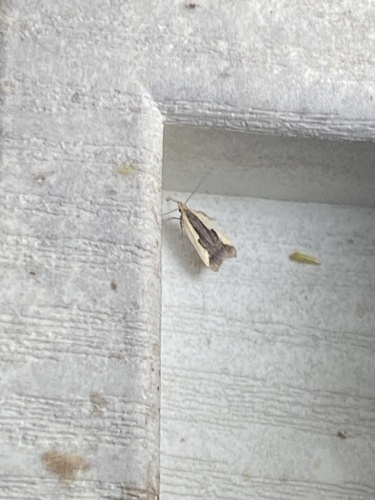 Indented Dichomeris Moth photo 2