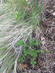 Drymocallis convallaria