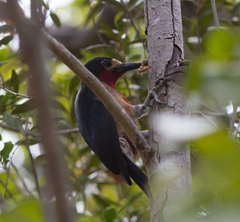 Melanerpes portoricensis