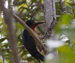 Melanerpes portoricensis