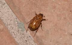 Cyclocephala lunulata