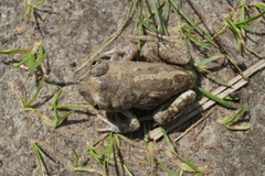 Pelobates vespertinus