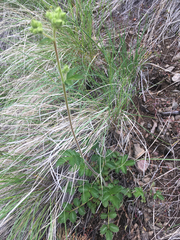 Drymocallis convallaria