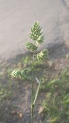 Dactylis glomerata