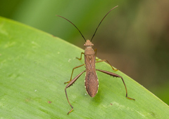 Riptortus linearis