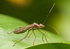 Riptortus linearis