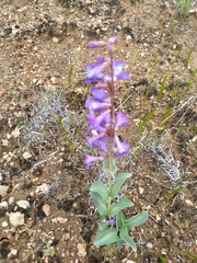 Penstemon carnosus
