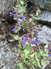 Penstemon pruinosus