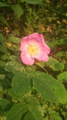 Rosa
