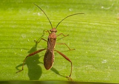Riptortus linearis