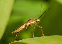 Riptortus linearis