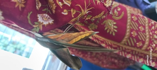Photo of Yam Hawkmoth (Theretra nessus)