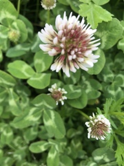 Trifolium repens