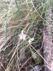 Lithophragma parviflorum