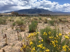 Gutierrezia sarothrae