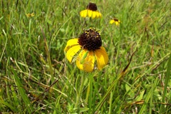 Rudbeckia missouriensis