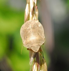 Eurygaster austriaca