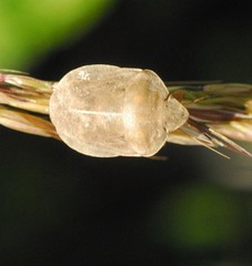 Eurygaster austriaca