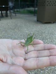 Paracyrtophyllus robustus