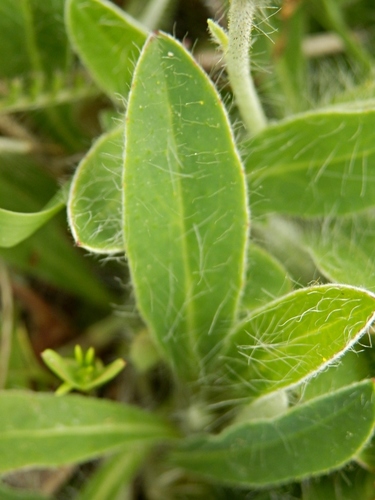 Vienagraižė vanagutė nuotrauka