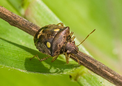 Eysarcoris