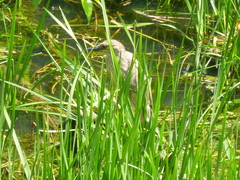 Nycticorax nycticorax