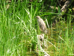 Nycticorax nycticorax