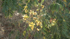 Senna petersiana