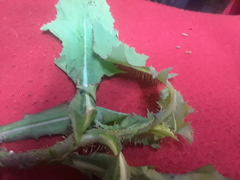 Lactuca serriola