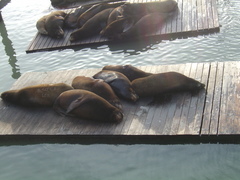 Zalophus californianus