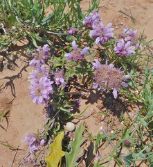 Monarda pectinata