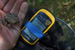 Pelobates vespertinus