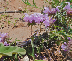 Monarda pectinata