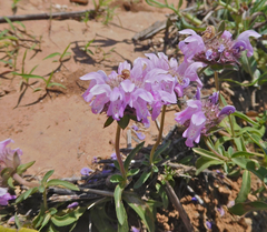 Monarda pectinata