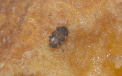Trogoderma sternale sternale