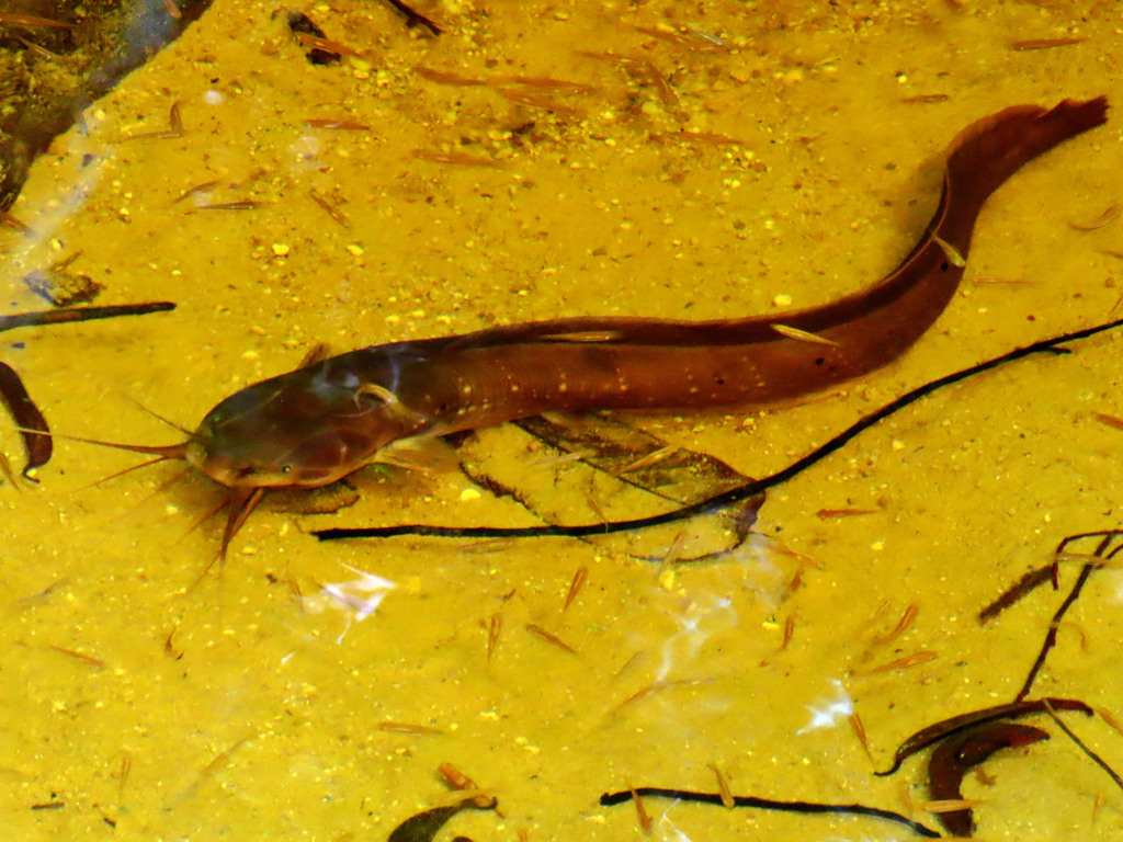 Slender Walking Catfish