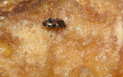 Trogoderma sternale sternale