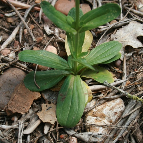 Centaurium erythraea