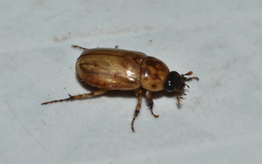 Cyclocephala lunulata
