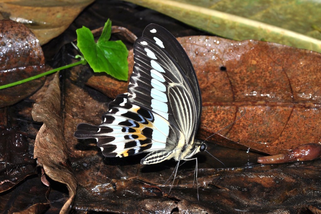 Celebes Banded Swallowtail
