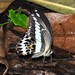 Papilio gigon - Photo (c) Pavel Kirillov, some rights reserved (CC BY-SA)