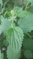 Urtica dioica