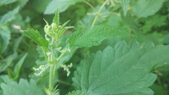 Urtica dioica