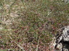 Lythrum tribracteatum